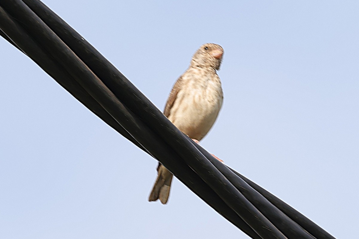 zvonohlík šedý - ML646505824