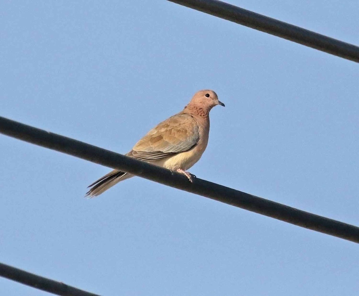 צוצלת - ML646505825