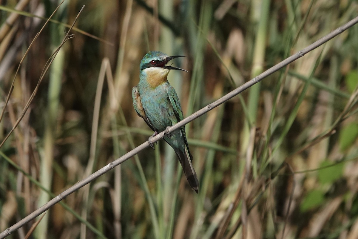 Blue-cheeked Bee-eater - ML646505827