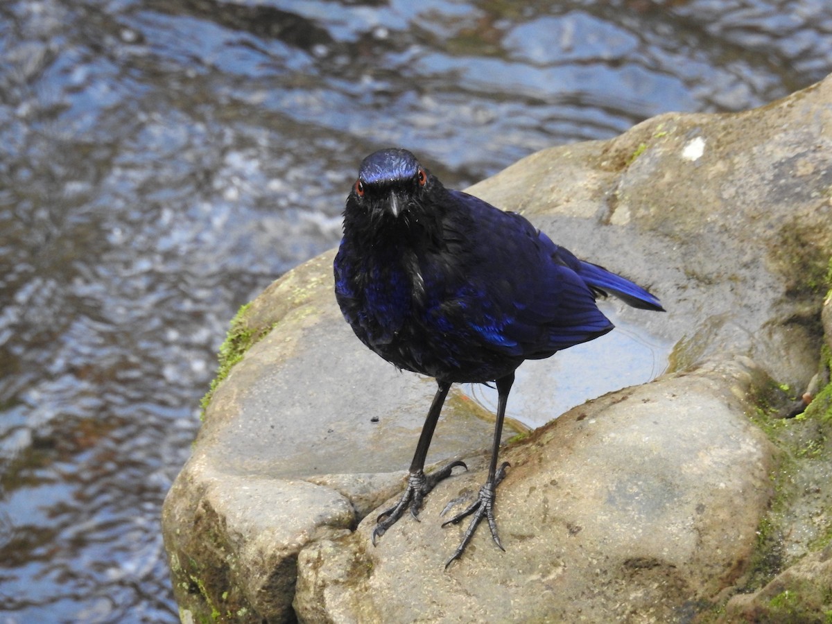 Taiwan Whistling-Thrush - ML646505828