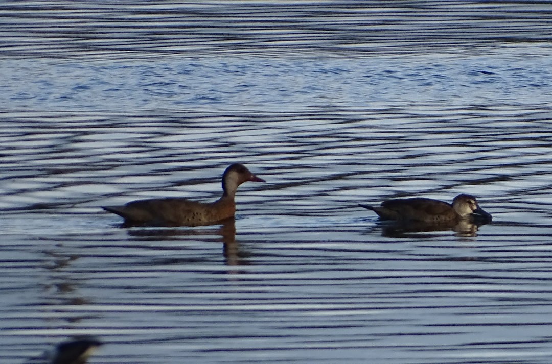 Brazilian Teal - ML646505829