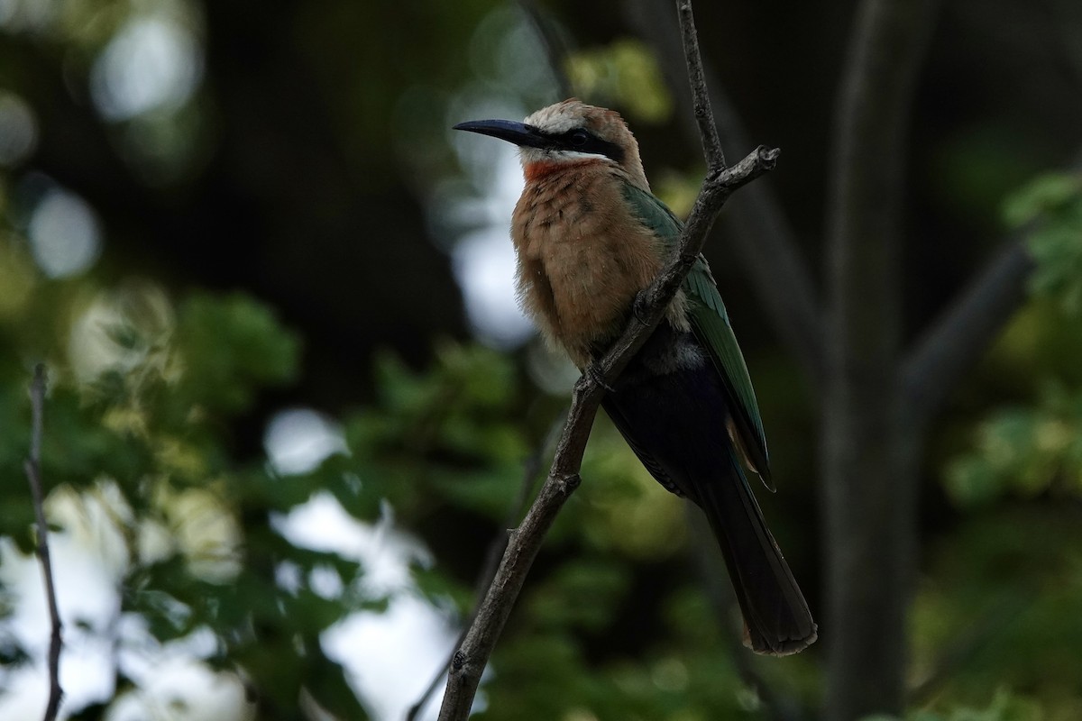 White-fronted Bee-eater - ML646505831