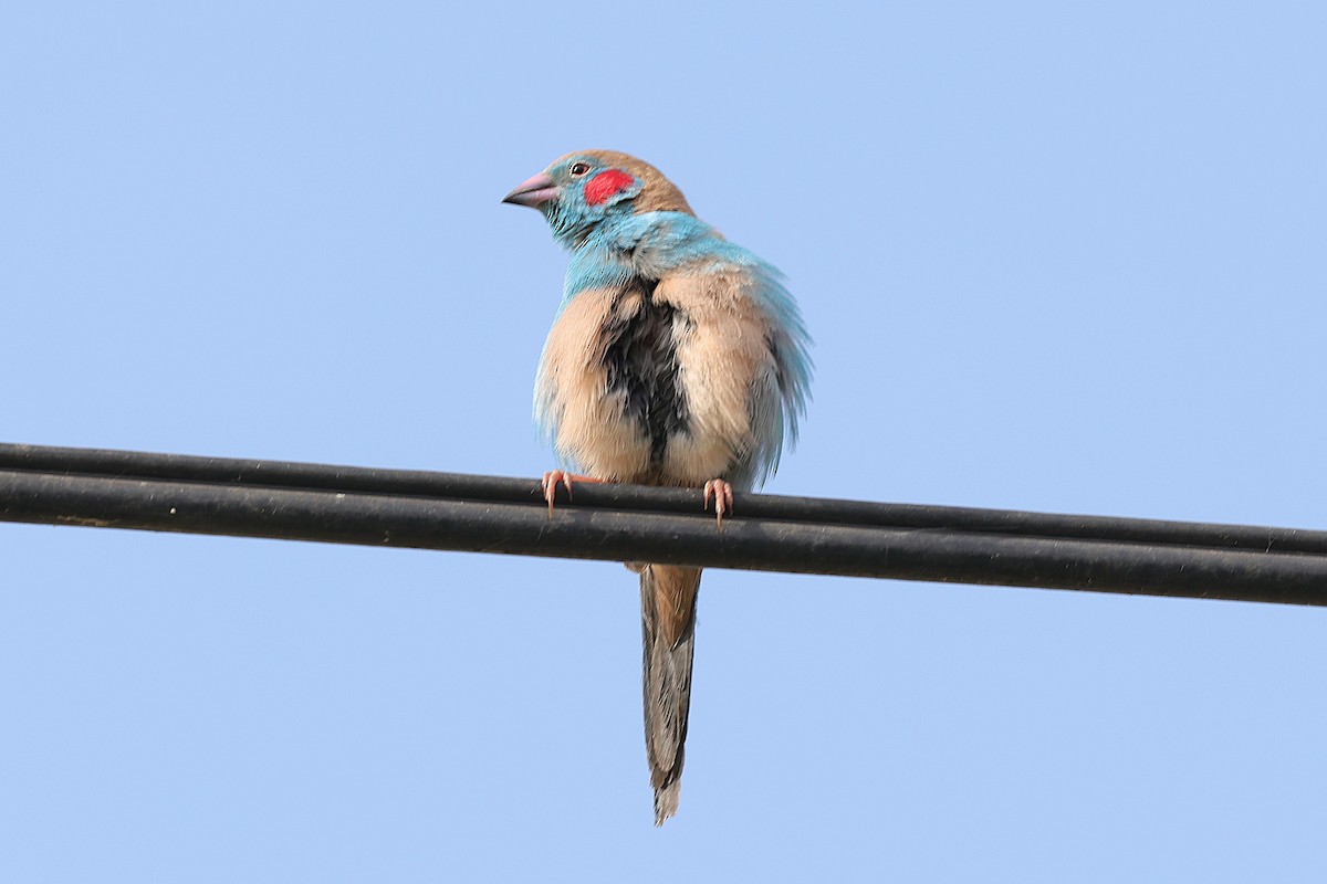 motýlek rudouchý - ML646505832