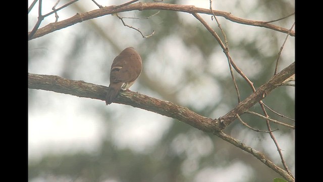 アオフバト - ML646505833