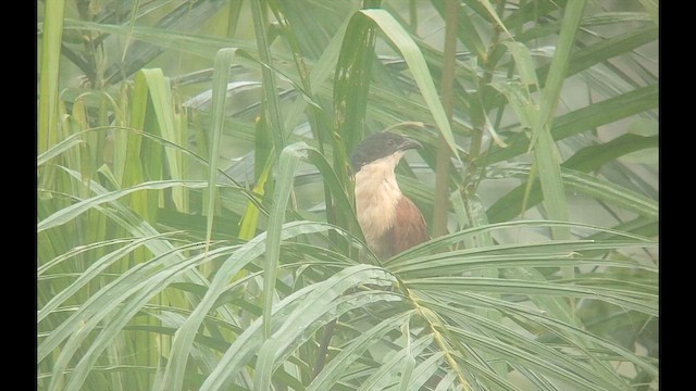Blue-headed Coucal - ML646505834