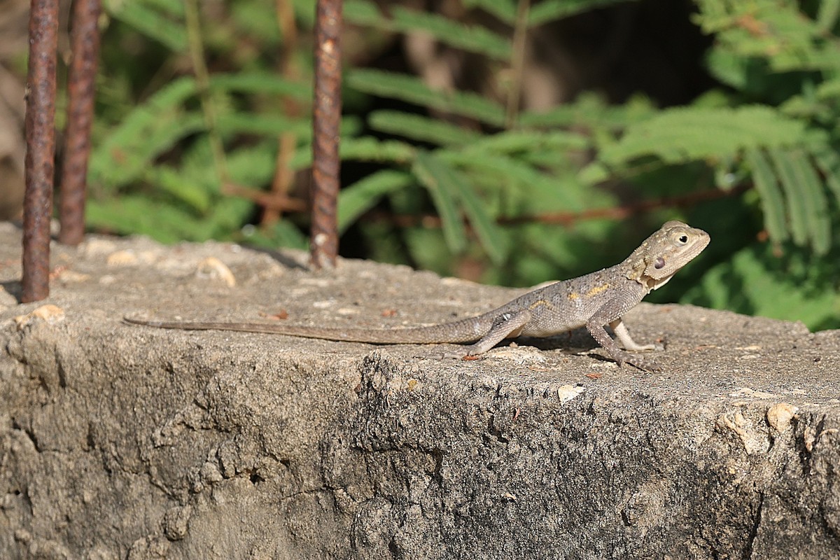 Animals - ML646505836