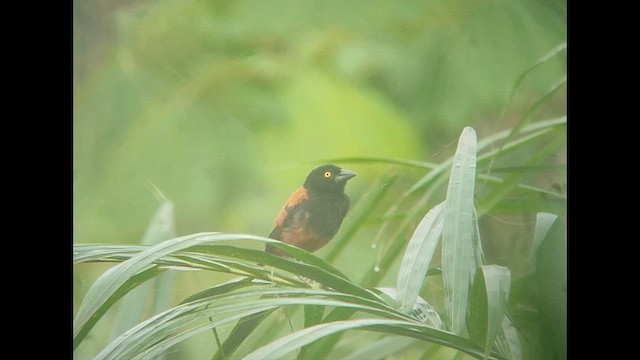 Chestnut-and-black Weaver - ML646505838