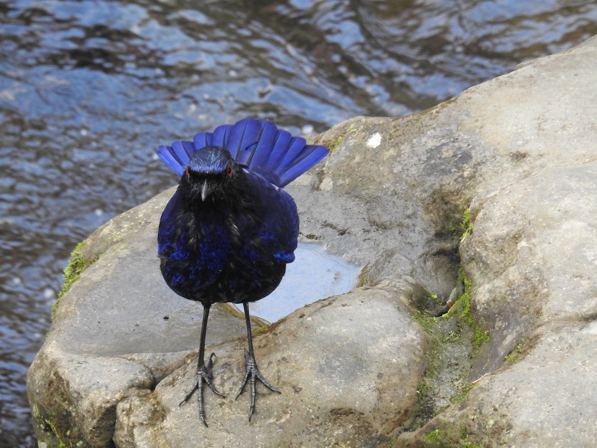 Taiwan Whistling-Thrush - ML646505840