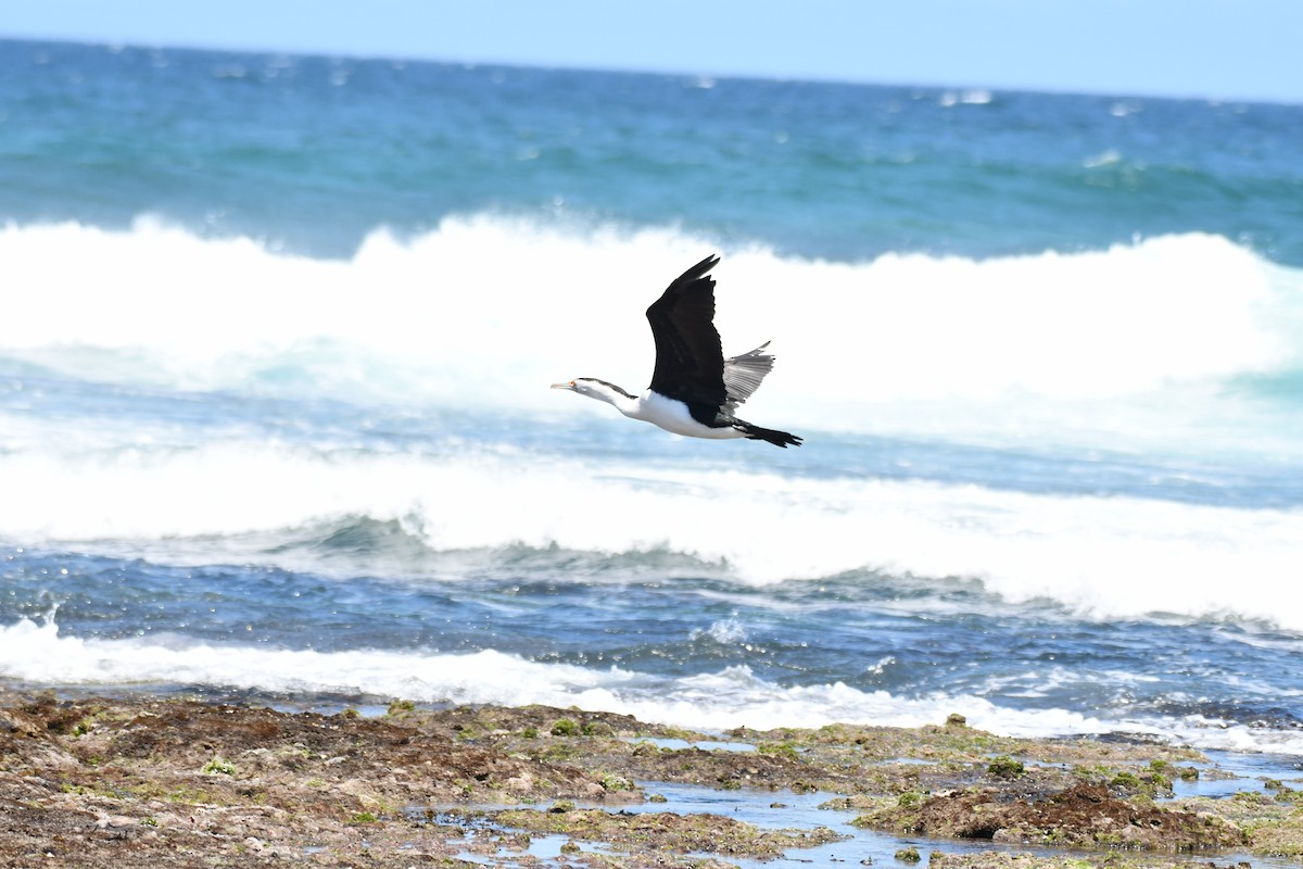 Pied Cormorant - ML646505841