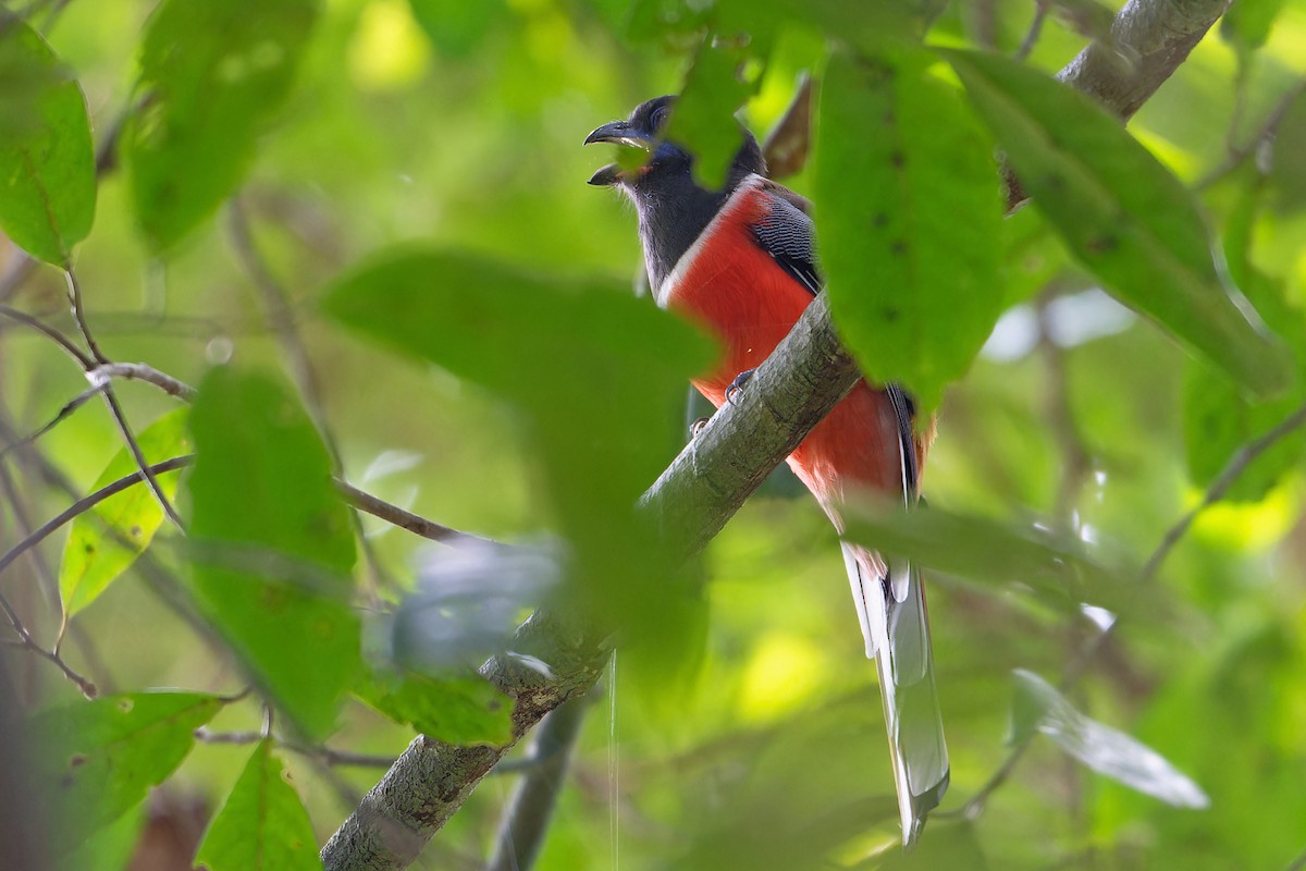 Malabar Trogon - ML646505844