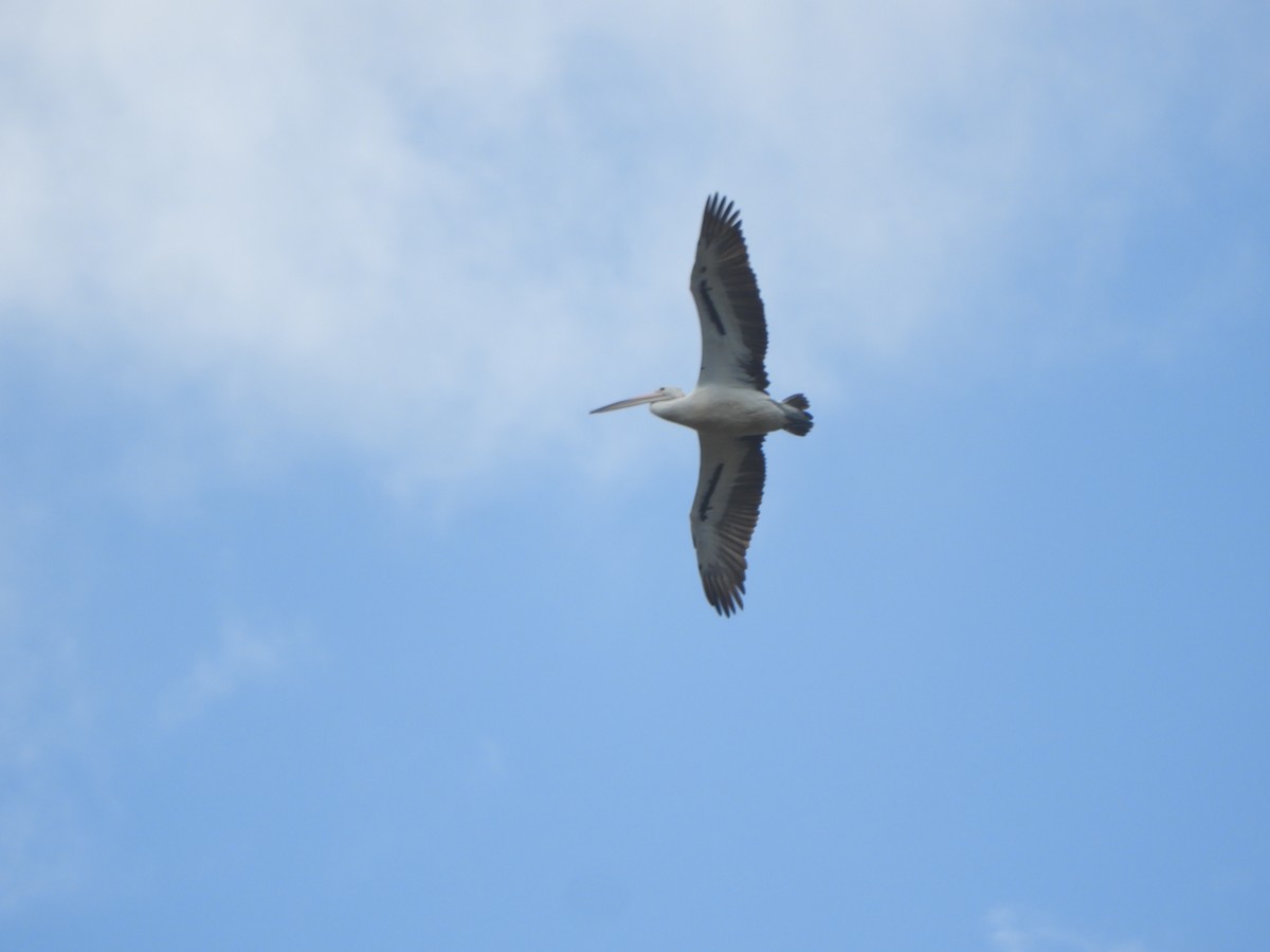 Australian Pelican - ML646505845