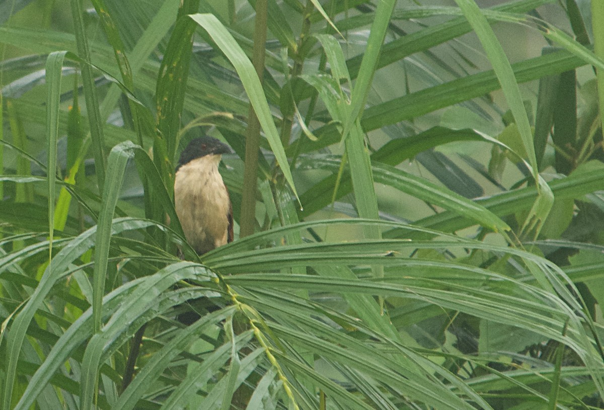 Blue-headed Coucal - ML646505846
