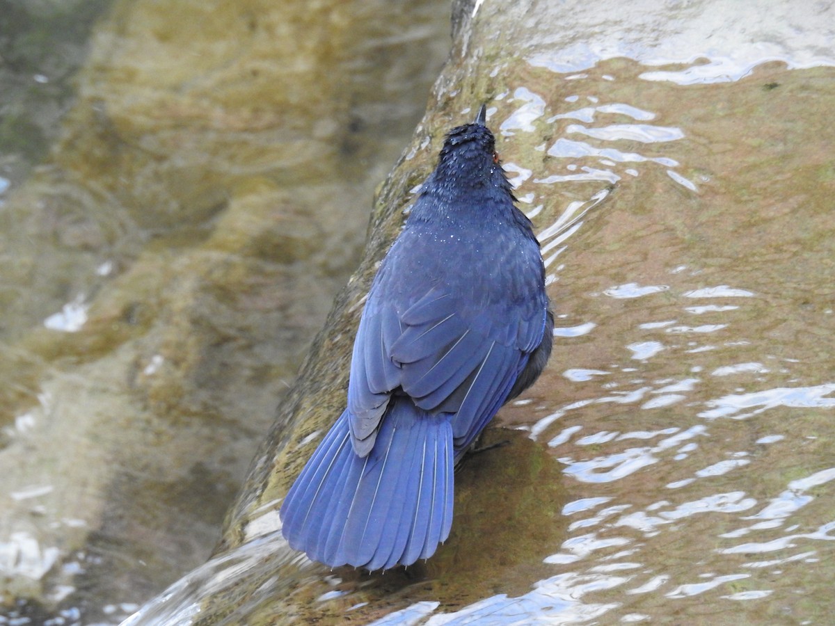 Taiwan Whistling-Thrush - ML646505847