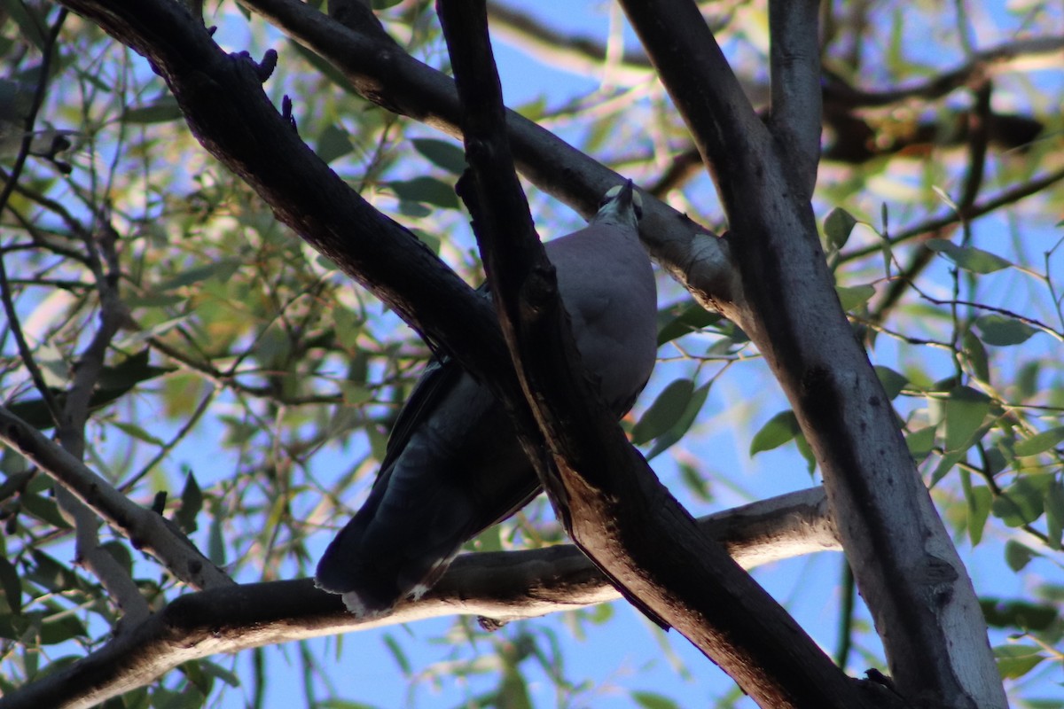Common Bronzewing - ML646505851