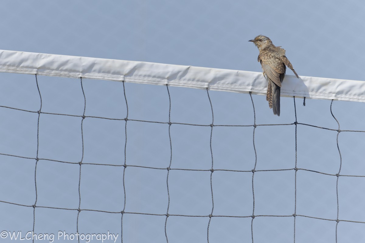 Plaintive Cuckoo - ML646505852