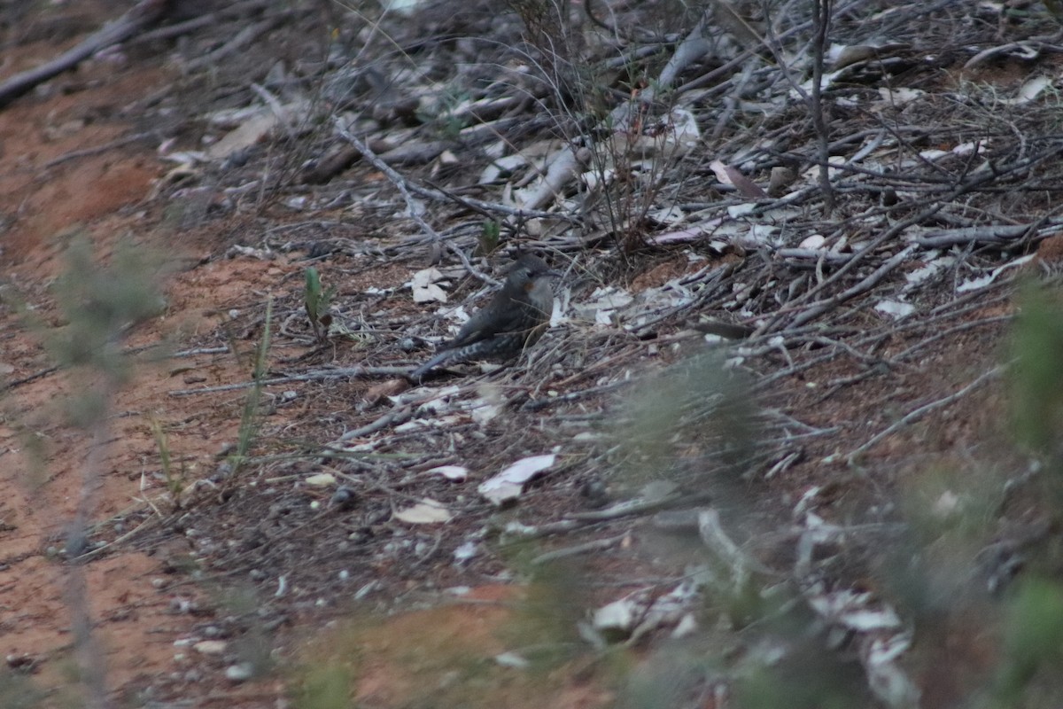 White-throated Treecreeper - ML646505853