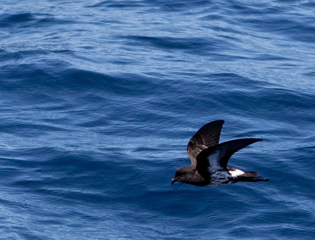 New Zealand Storm-Petrel - ML646505854