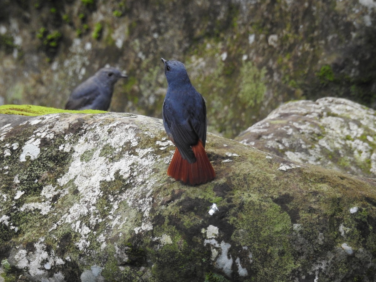 Plumbeous Redstart - ML646505856