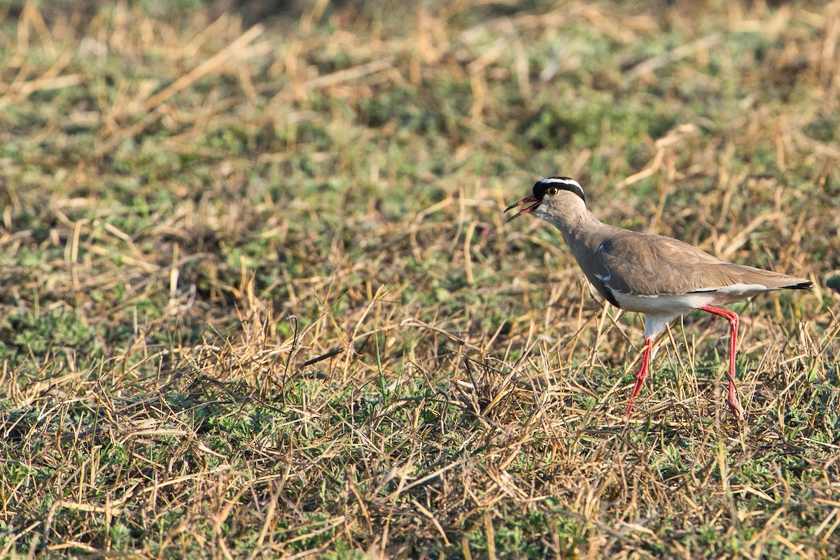 Kronenkiebitz - ML646505857