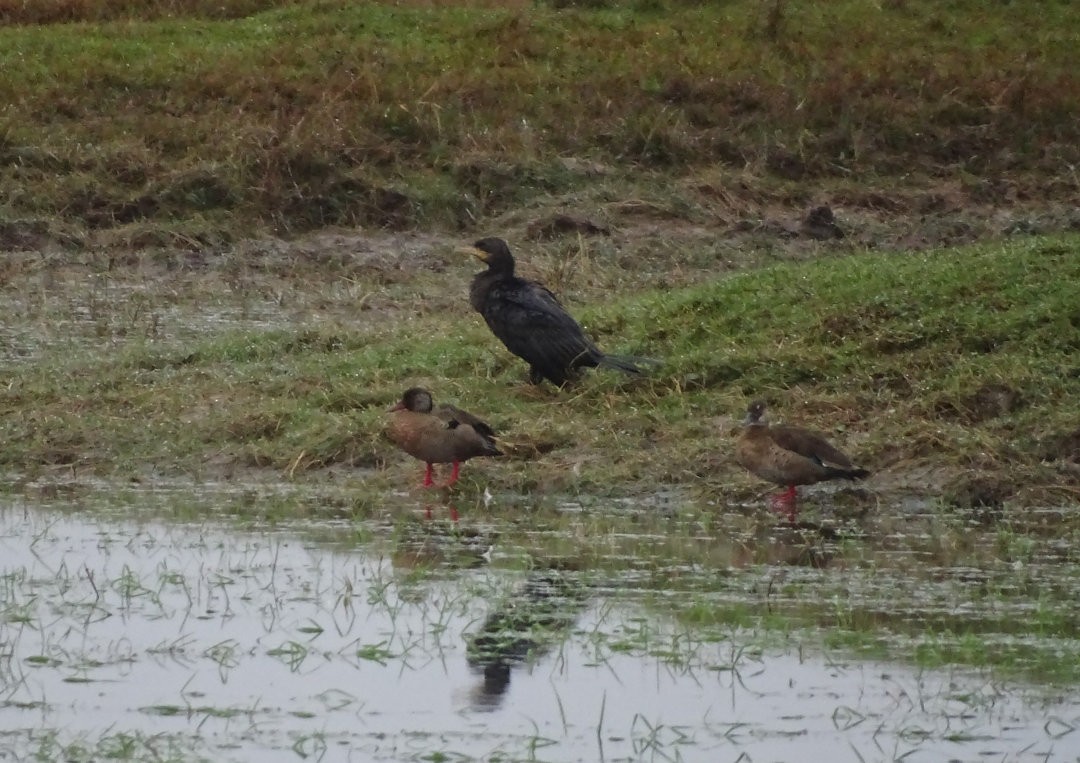 Brazilian Teal - ML646505858