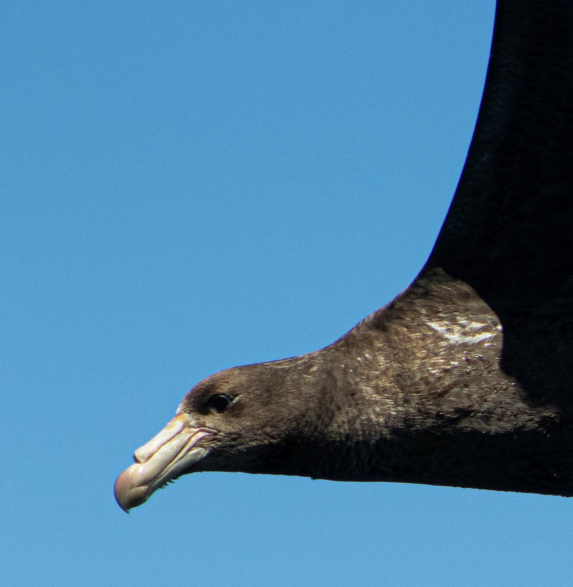 Northern Giant-Petrel - ML646505861
