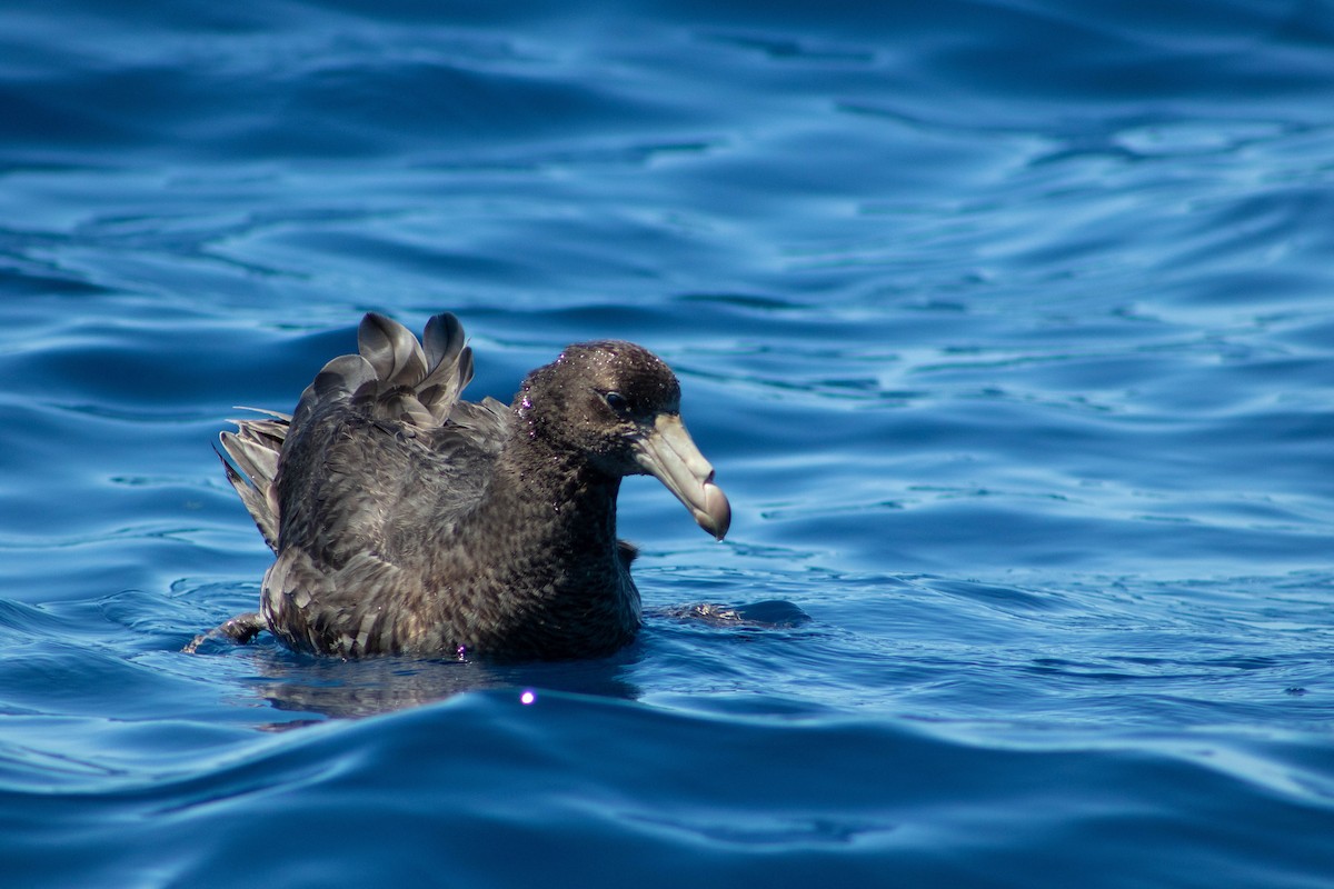 Northern Giant-Petrel - ML646505862