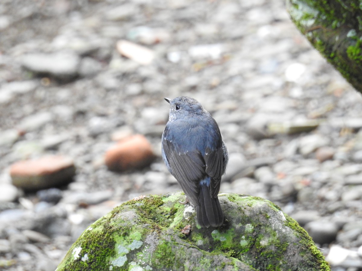 Plumbeous Redstart - ML646505863