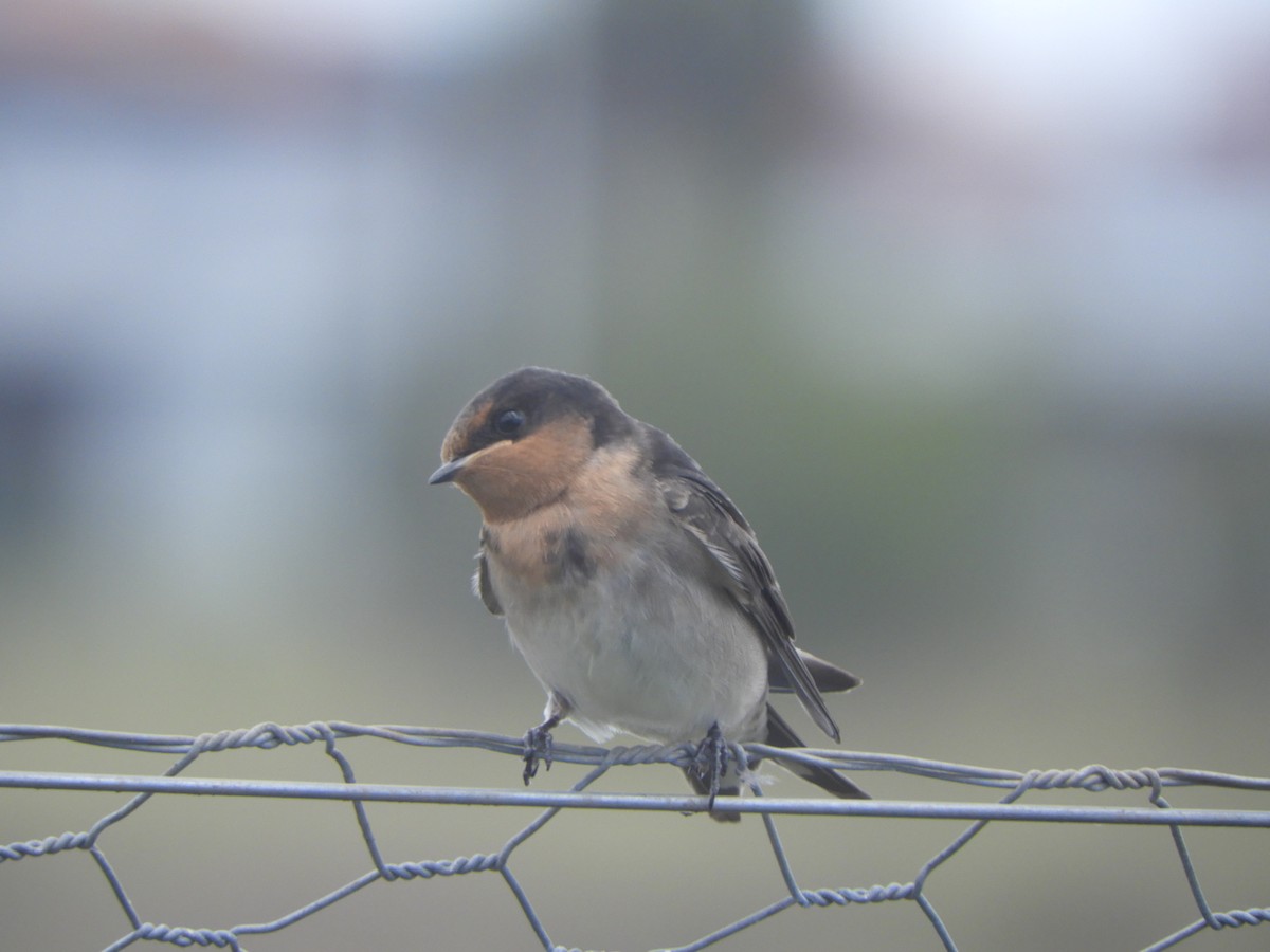 Welcome Swallow - ML646505864