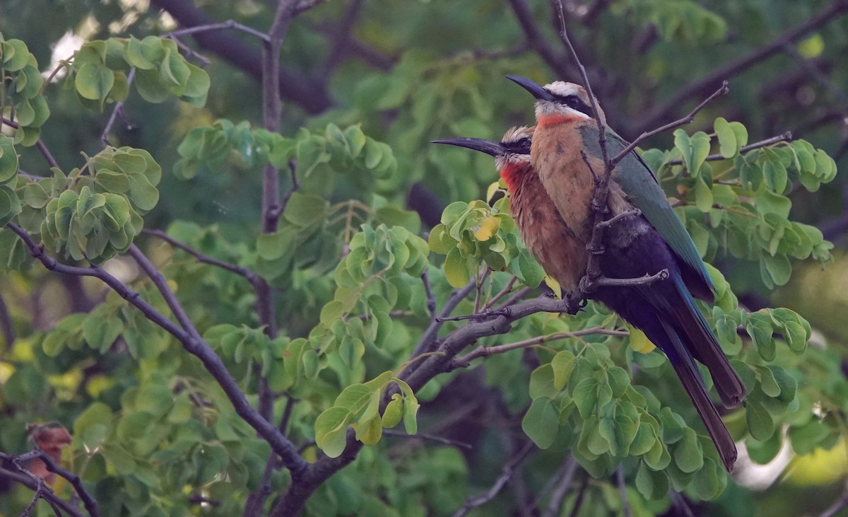 White-fronted Bee-eater - ML646505866