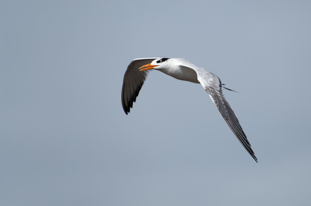 Charrán Real Americano - ML646505867