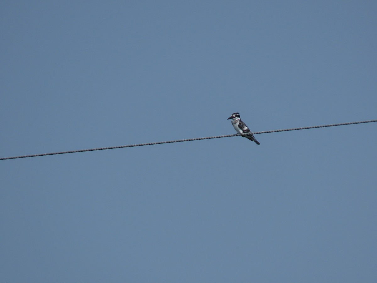 פרפור עקוד - ML646505868