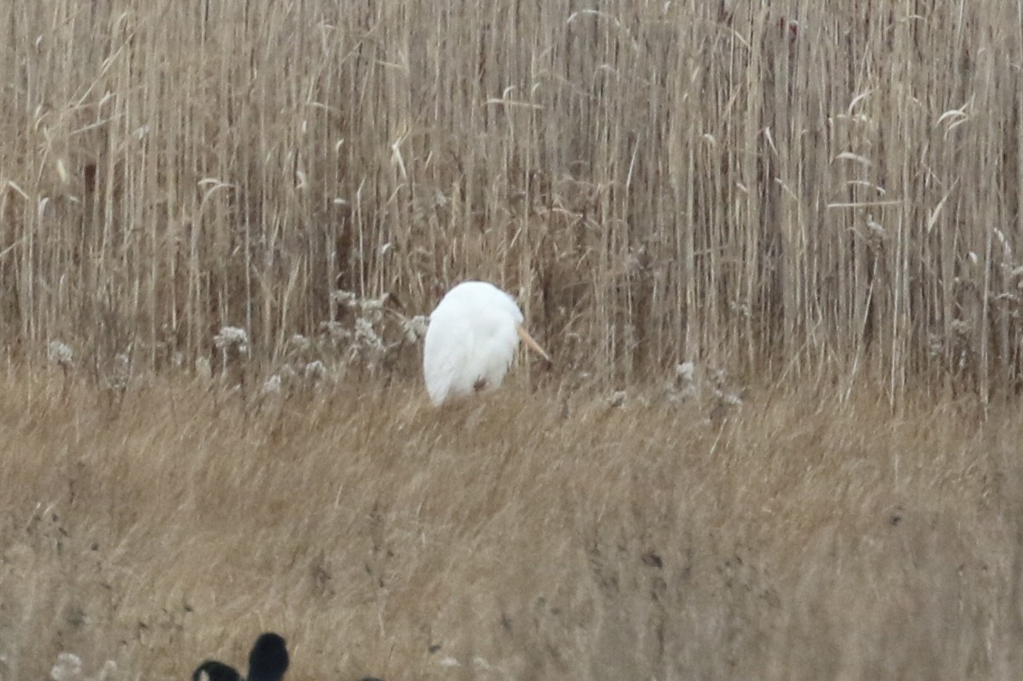 Great Egret - ML646505870