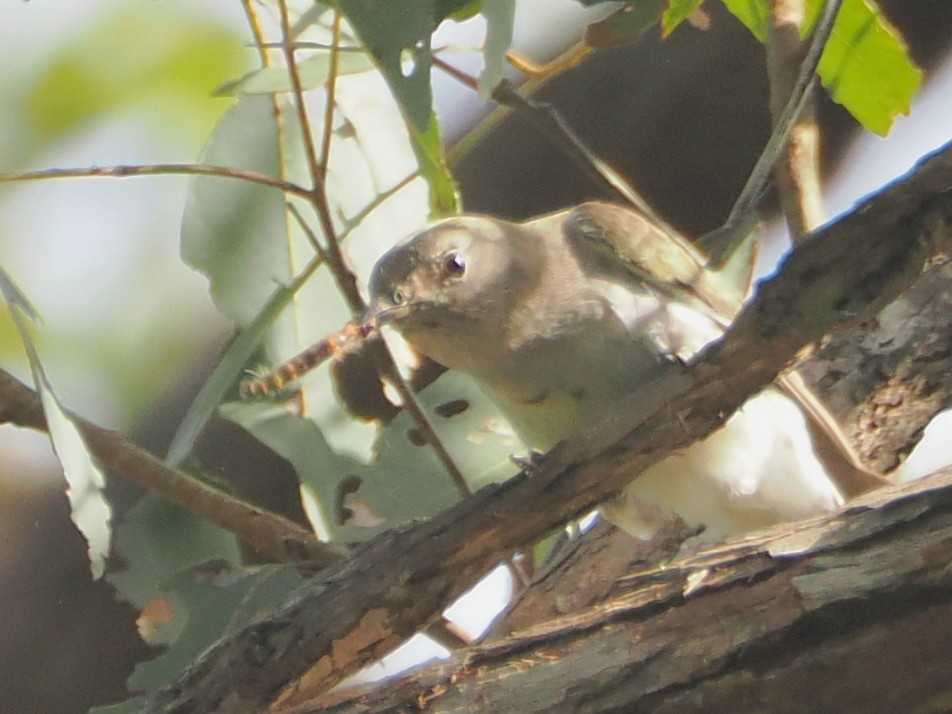 Sahul Brush Cuckoo - ML646505872