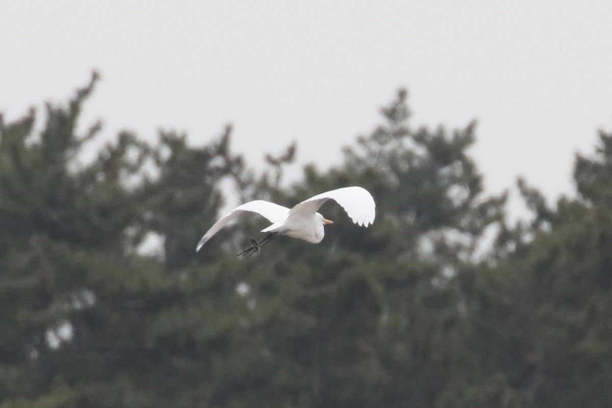 Great Egret - ML646505874