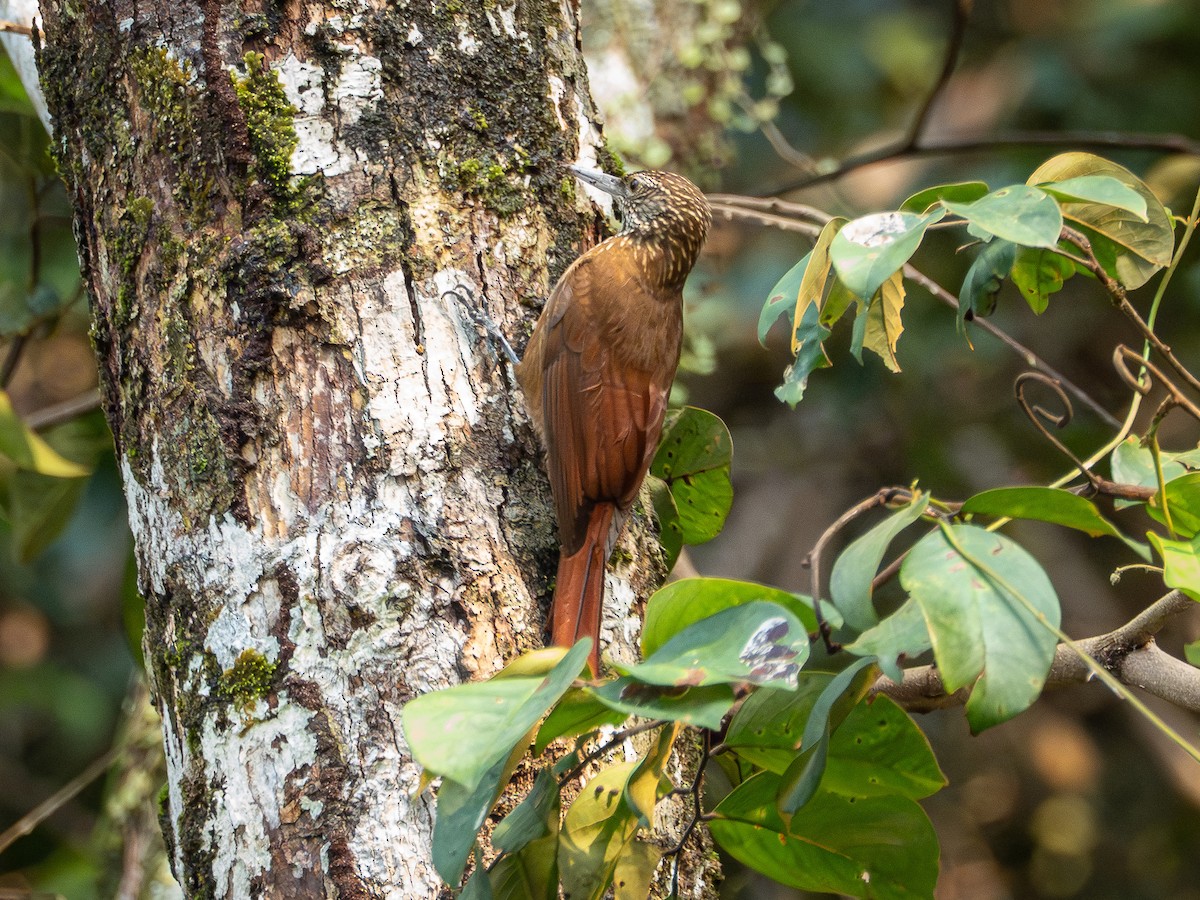 Zimmer's Woodcreeper - ML646505875