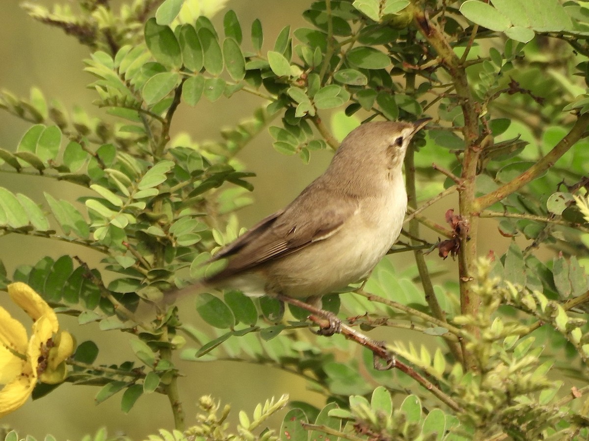 Zarcero Escita - ML646505877