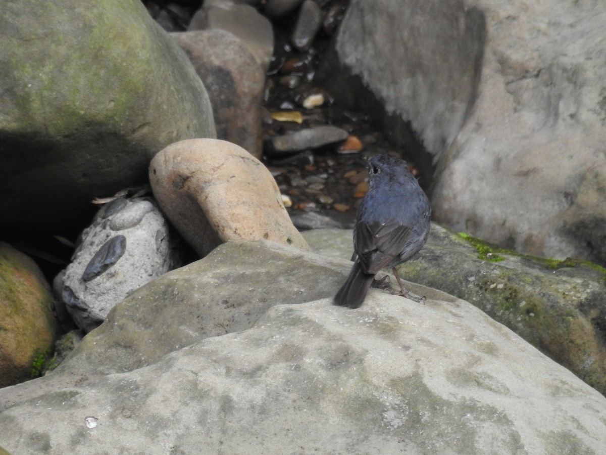 Plumbeous Redstart - ML646505878