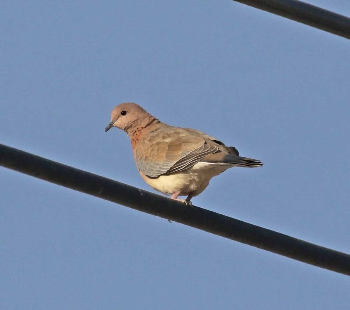 צוצלת - ML646505879