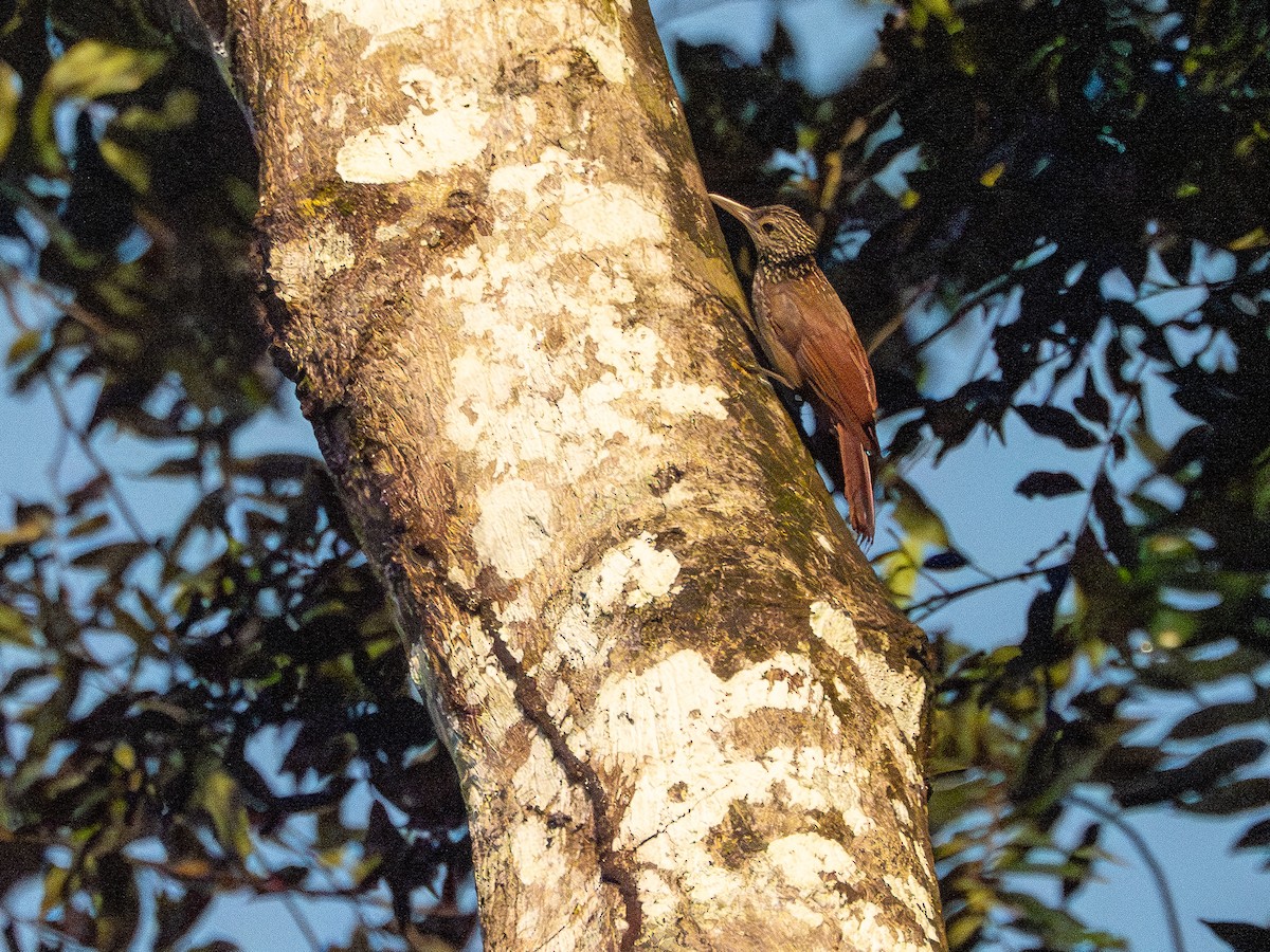 Striped Woodcreeper - ML646505885