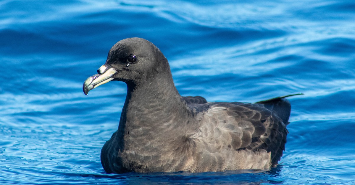 Parkinson's Petrel - ML646505886