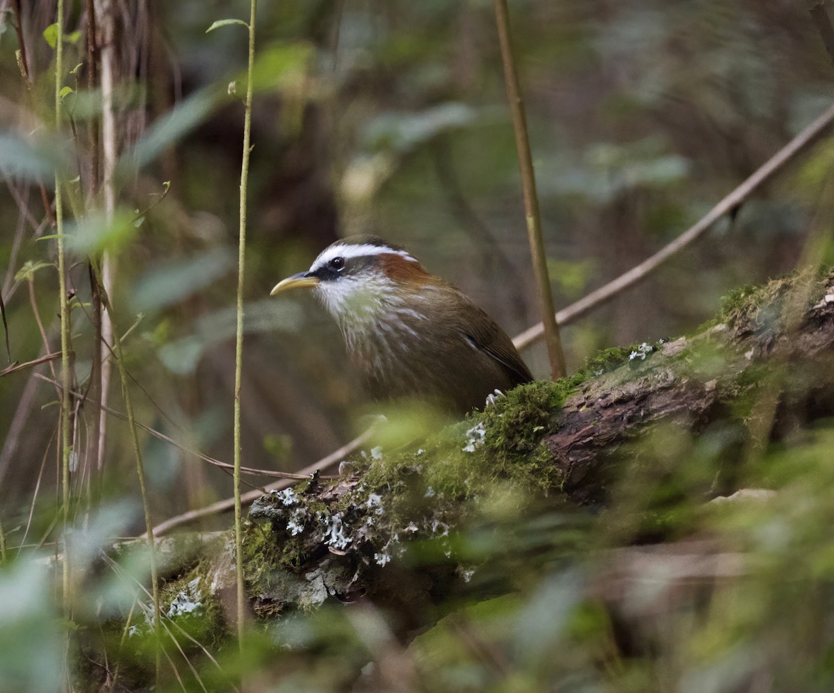 Pomatorhin à col roux - ML646505887