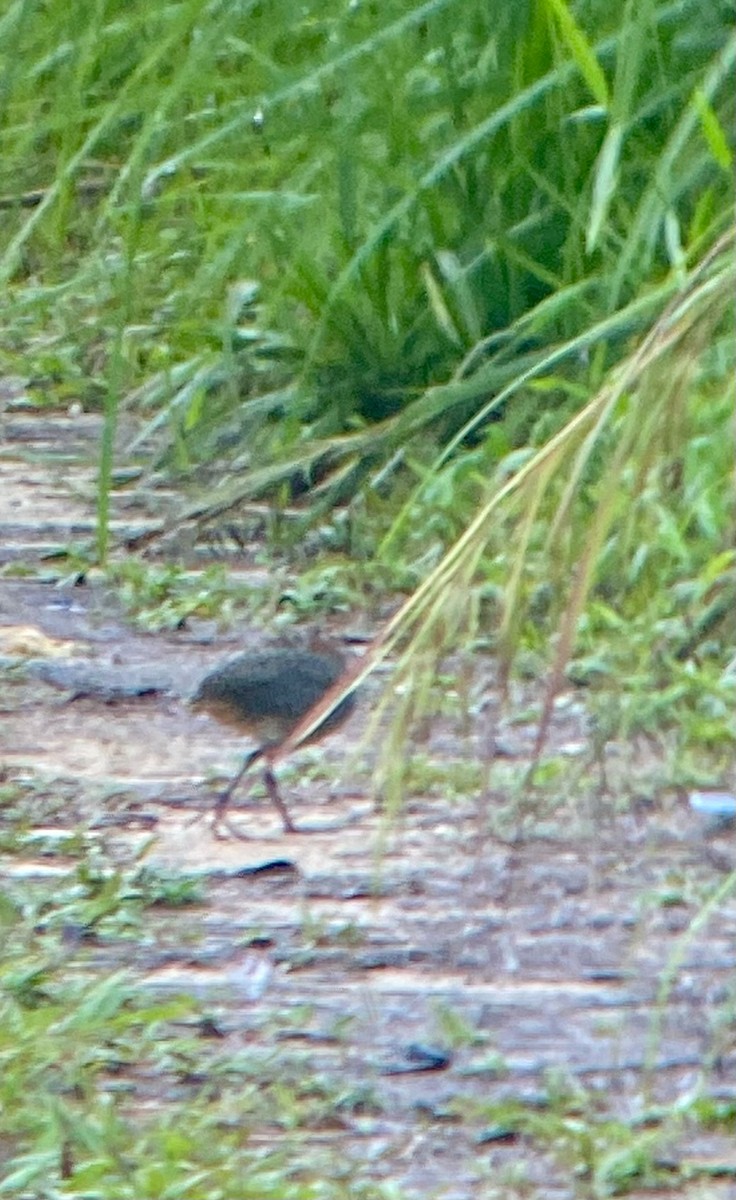 ハシナガクイナ - ML646505888