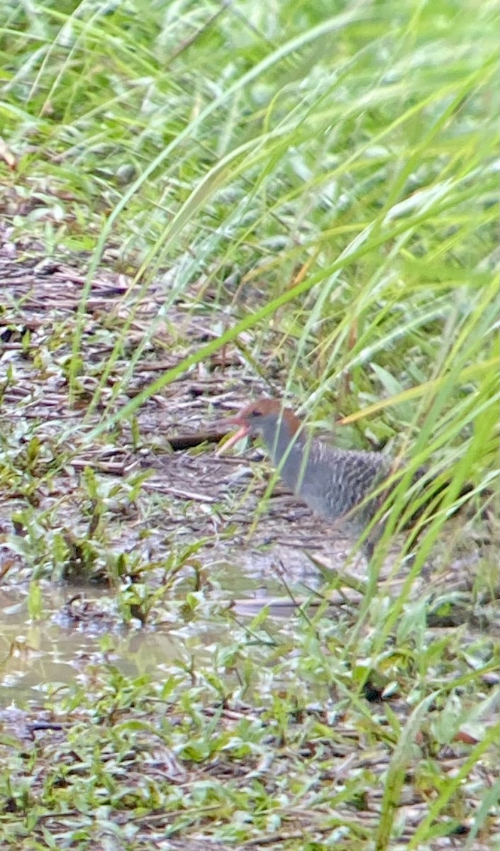 ハシナガクイナ - ML646505889