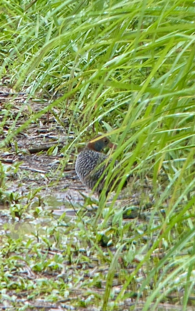 ハシナガクイナ - ML646505890