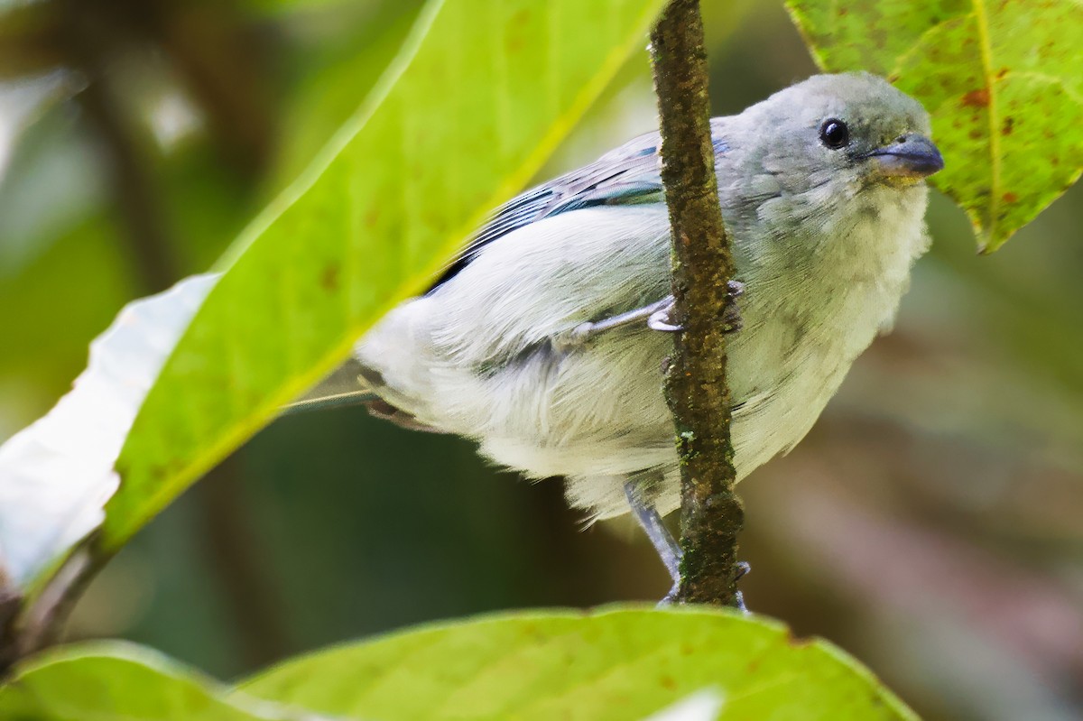 Blue-gray Tanager - ML646505891
