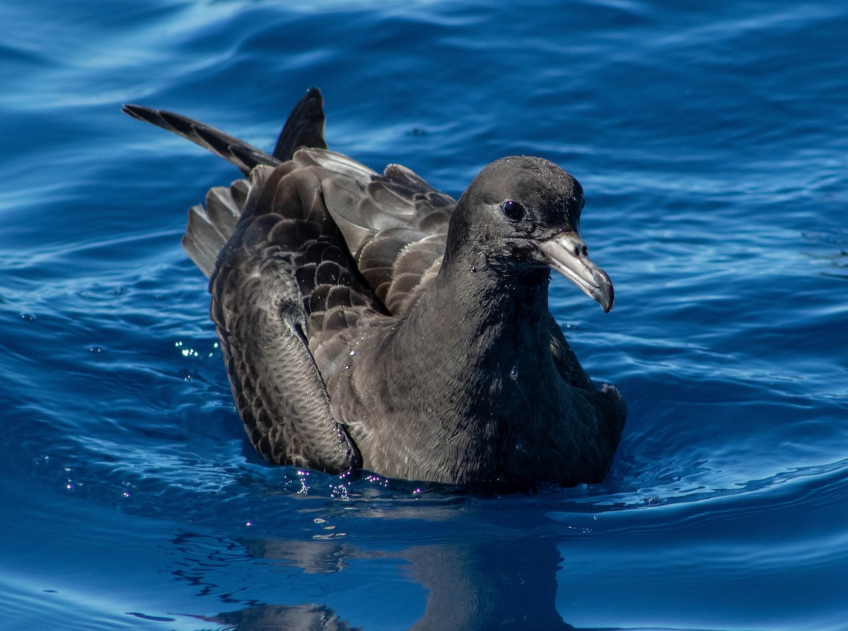 Flesh-footed Shearwater - ML646505894