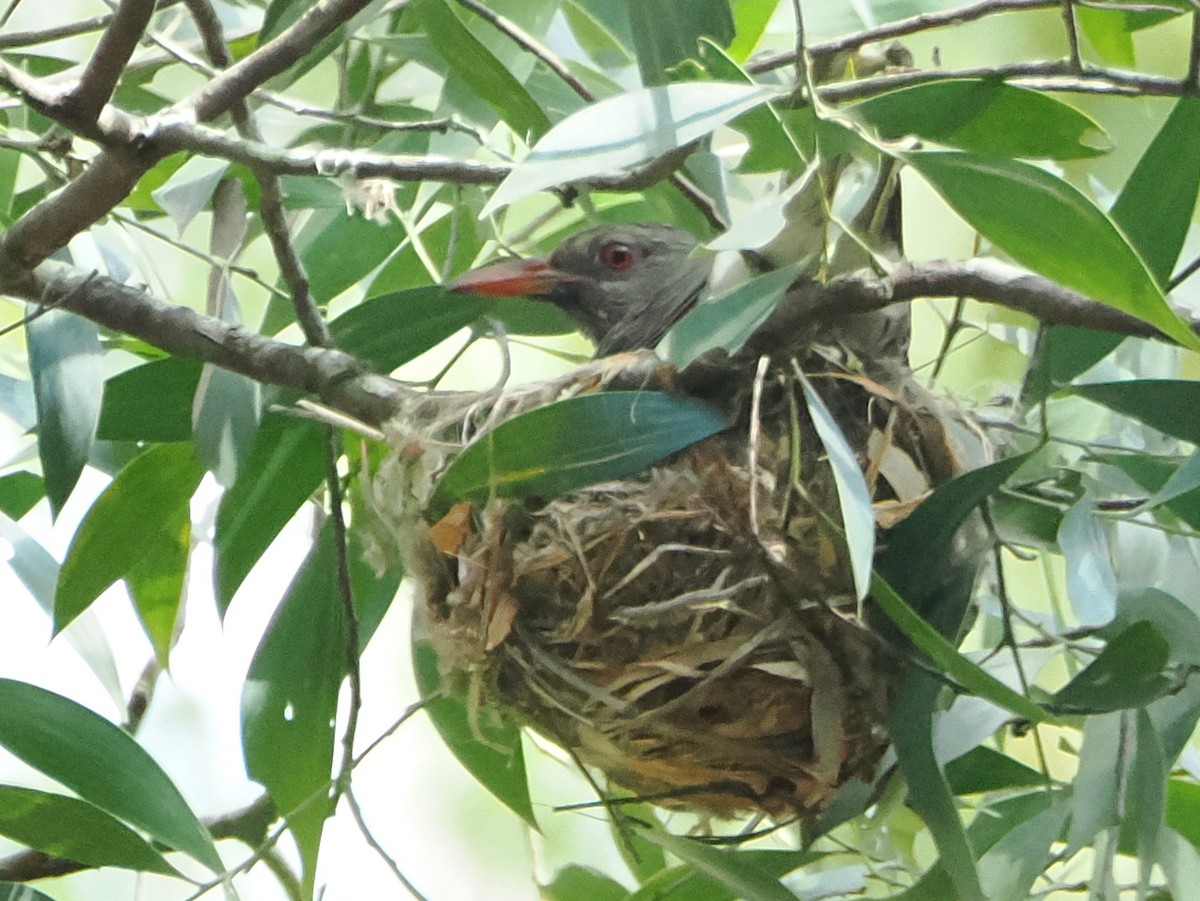 Australasian Figbird - ML646505895