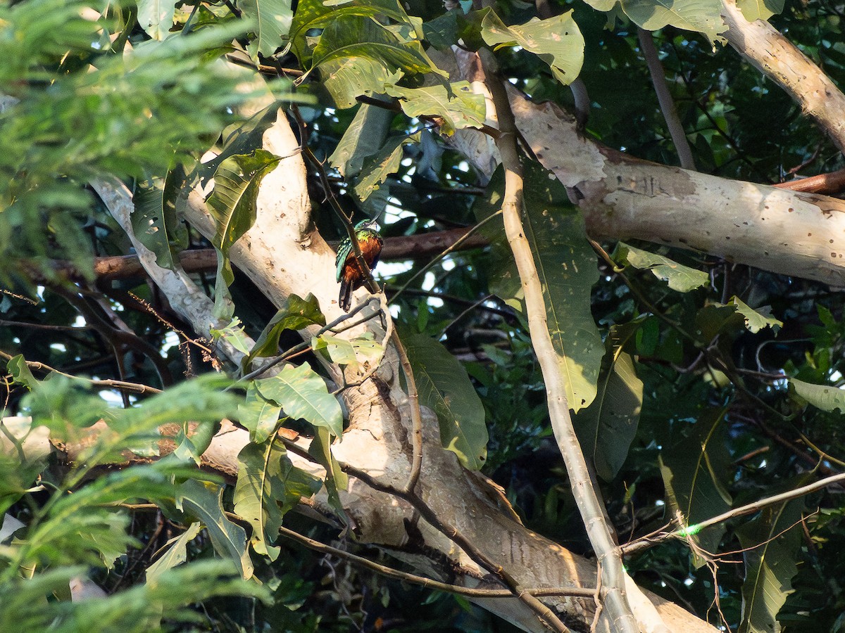 Green-tailed Jacamar - ML646505896