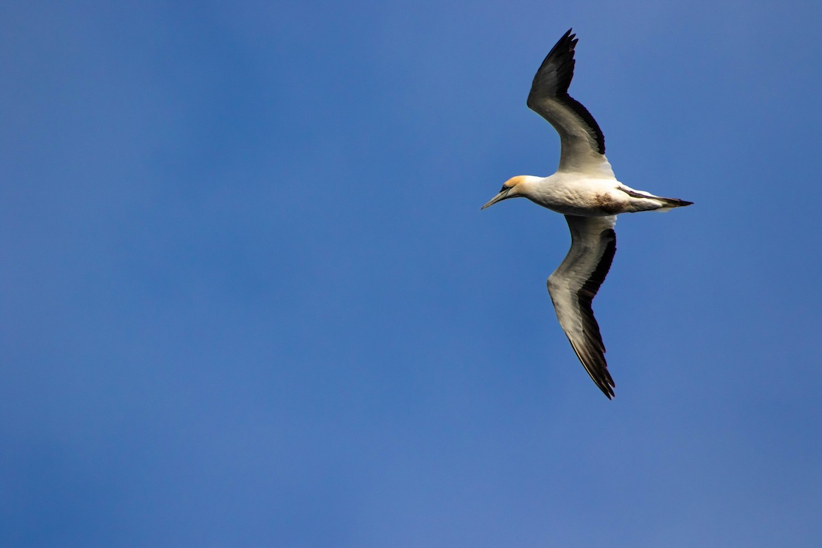 Australasian Gannet - ML646505897