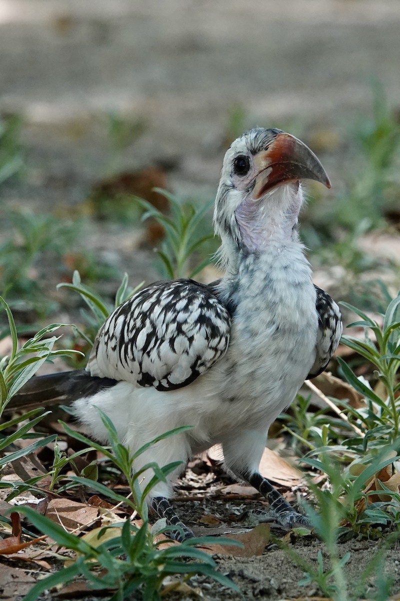 Damara Red-billed Hornbill - ML646505898